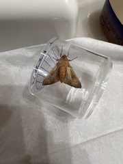 Phlogophora wollastoni