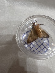 Phlogophora wollastoni