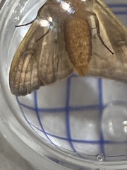 Phlogophora wollastoni