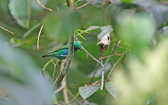 Chlorochrysa calliparaea