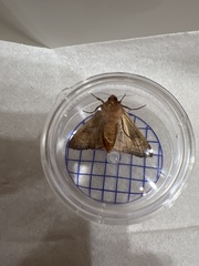 Phlogophora wollastoni