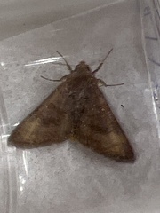 Phlogophora wollastoni