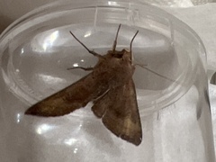 Phlogophora wollastoni