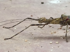Trachythorax illaesa