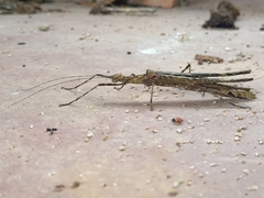 Trachythorax illaesa