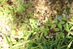 Lespedeza virgata