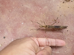 Trachythorax illaesa