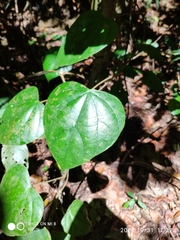 Coscinium fenestratum