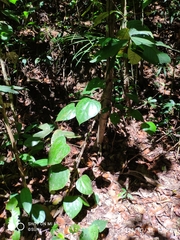 Coscinium fenestratum