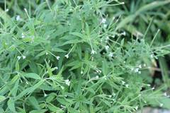 Epilobium pyrricholophum