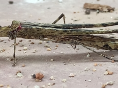 Trachythorax illaesa