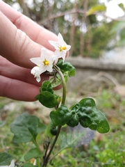 Solanum nigrum