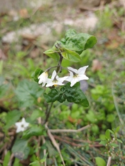 Solanum nigrum