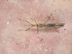 Trachythorax illaesa