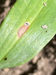 Phyllosticta cruenta