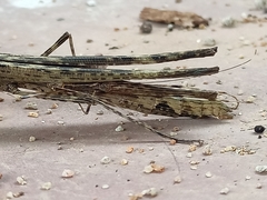 Trachythorax illaesa