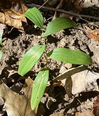 Phyllosticta cruenta