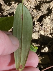 Phyllosticta cruenta