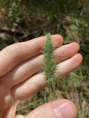 Echinopogon caespitosus