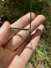 Echinopogon caespitosus