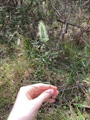 Echinopogon caespitosus
