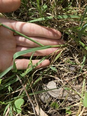 Echinopogon caespitosus