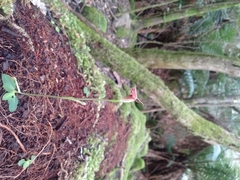 Pterostylis pedunculata