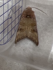 Phlogophora wollastoni