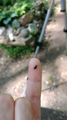 Microtheca ochroloma