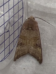 Phlogophora wollastoni