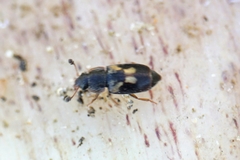 Nitidula flavomaculata