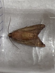 Phlogophora wollastoni