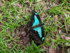 Papilio phorcas ansorgei