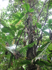 Philodendron cataniapoense