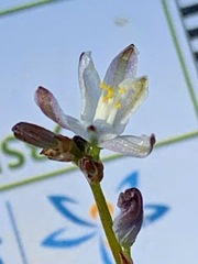 Caesia parviflora minor