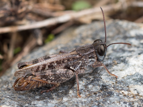 Barbary Grasshopper