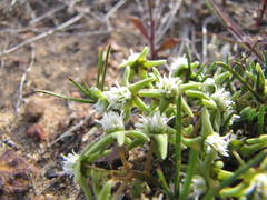 Eustegia minuta