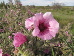 Anisodontea racemosa