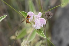 Rhodanthidium