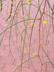 Acacia araneosa