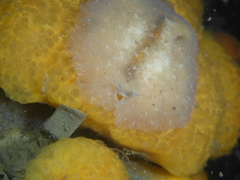 Pseudoceros canadensis