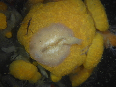 Pseudoceros canadensis