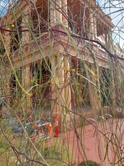 Acacia araneosa