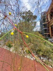 Acacia araneosa
