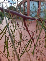 Acacia araneosa