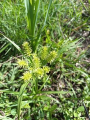 Cyperus cyperoides