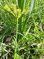 Cyperus cyperoides
