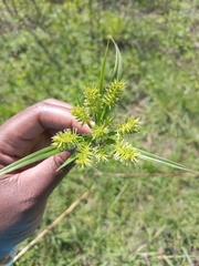 Cyperus cyperoides