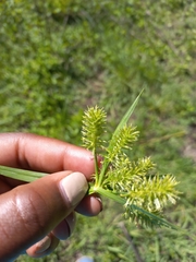 Cyperus cyperoides