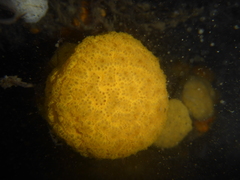 Distaplia occidentalis